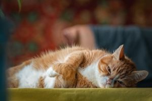 reduced appetite in cats