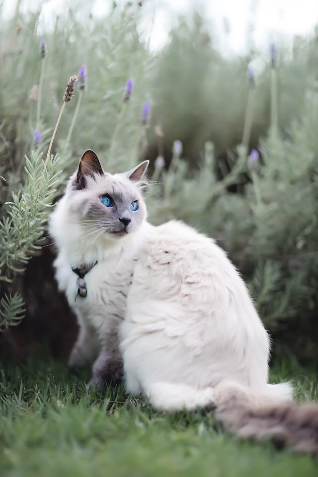cat in garden lilac