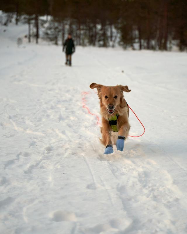 dog with boots in snow 1