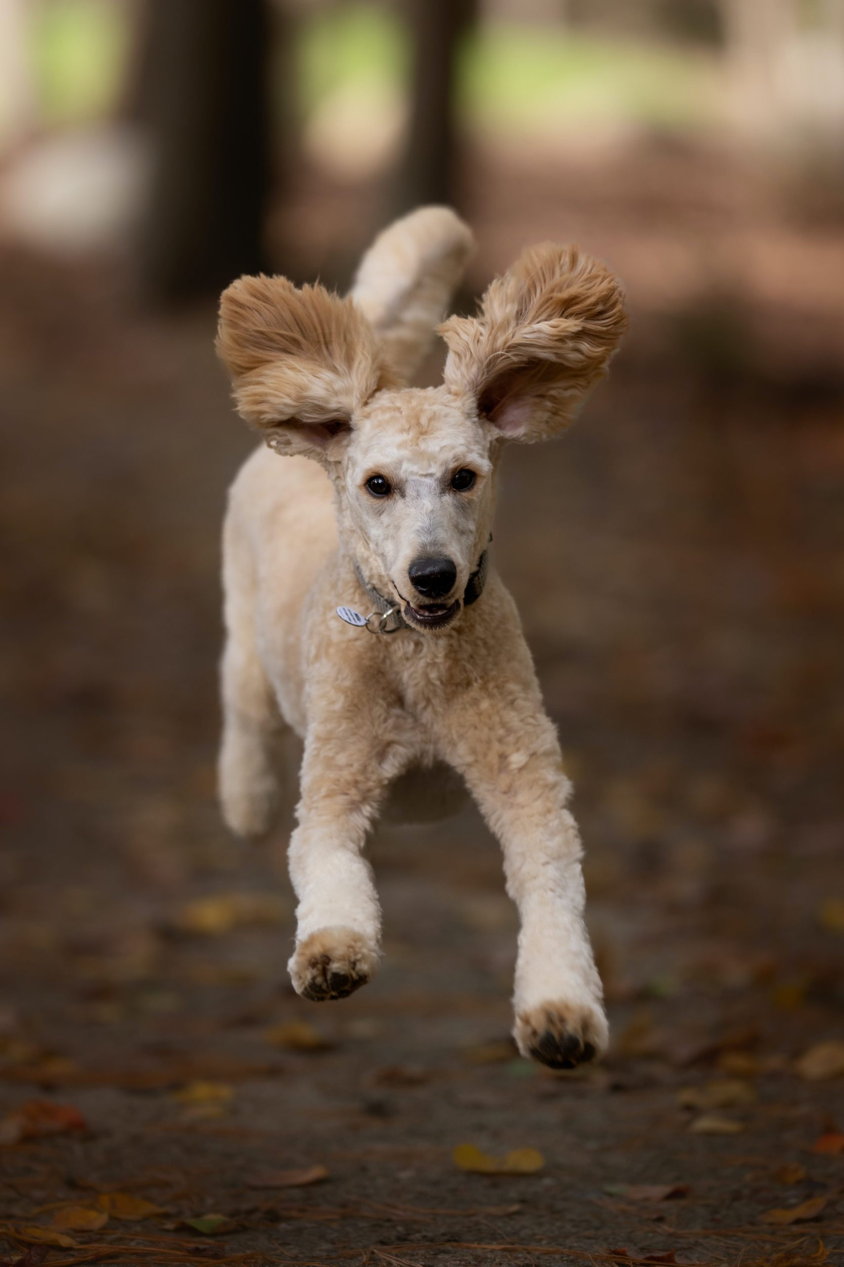 poodle zoomie edited scaled