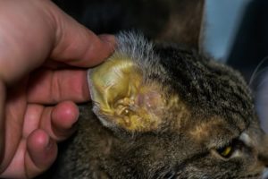 leptospirosis in cats