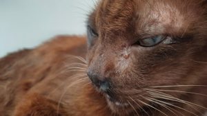 feline immunodeficiency virus in cats