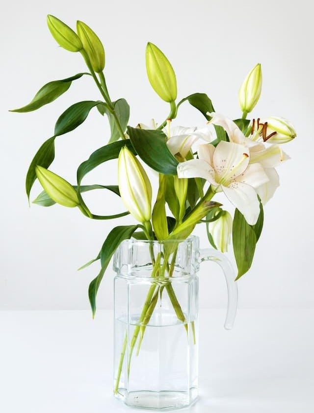 lilies toxic to cats and dogs
