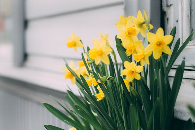 daffodils poisonous to cats and dogs