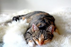 anaemia in cats