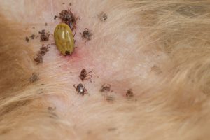 insect bites in cats