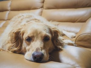 triaditis in dogs