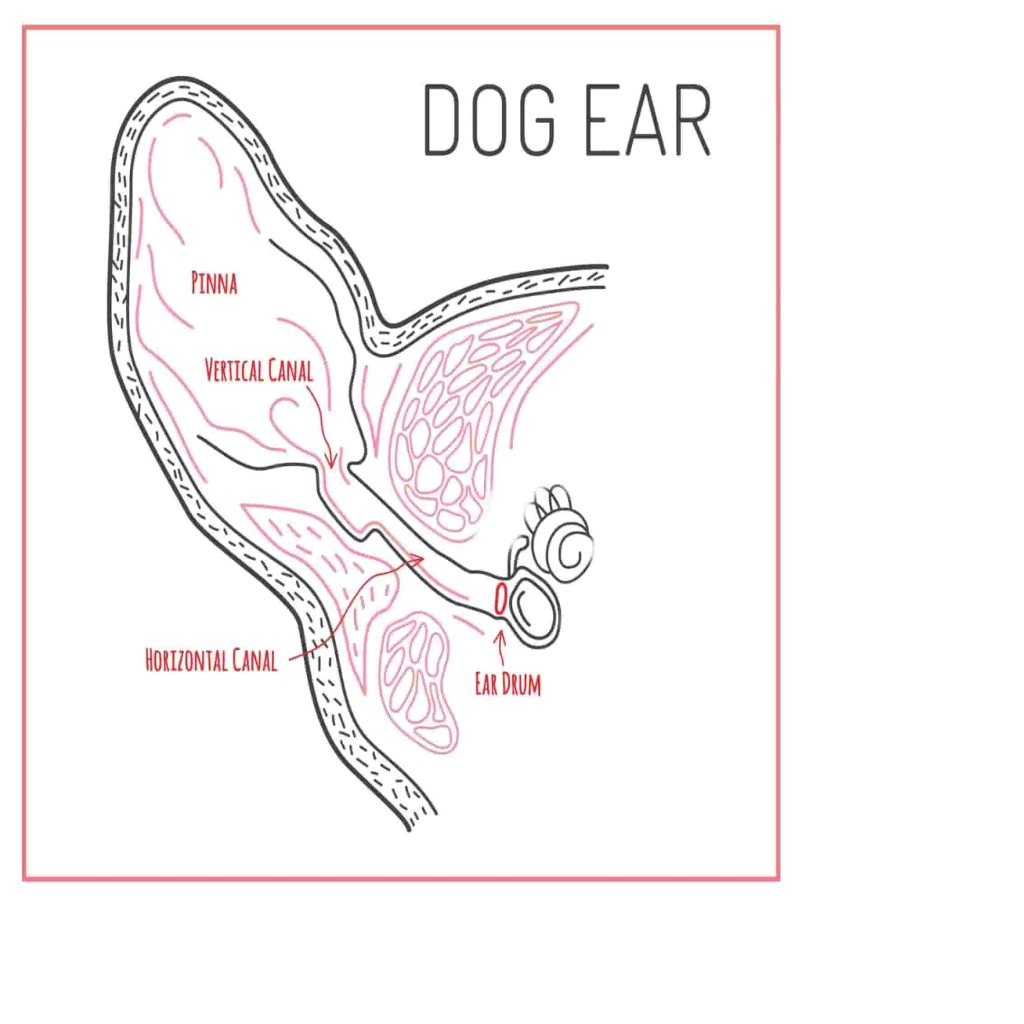 aural haematoma in dogs