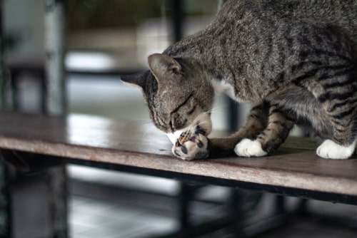 Allergies and cats: what’s causing the itch? 
