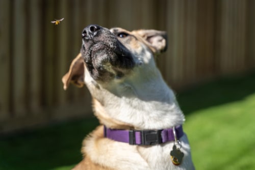 Bee and wasp stings in dogs: what to do if your dog is stung