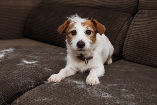 Shedding in Dogs: 4 Things You’ll Want to Know