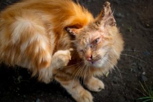 anti-itch medication for cats