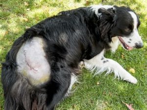 surgical wound repair in dogs