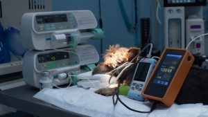 general anaesthesia in dogs