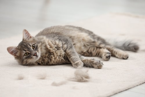 Shedding in Cats: 4 Things You’ll Want to Know