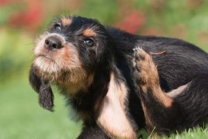 anti-itch medication for dogs