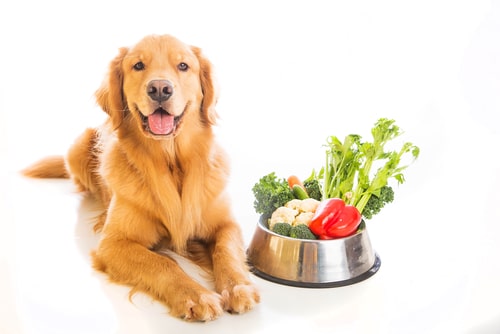 Understanding vegan diets for dogs