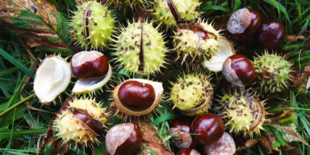 conkers poisonous to dogs