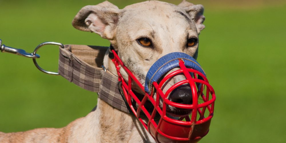 Greyhound with Muzzle
